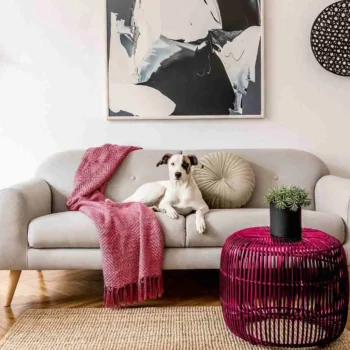 dog laying on the couch in apartment