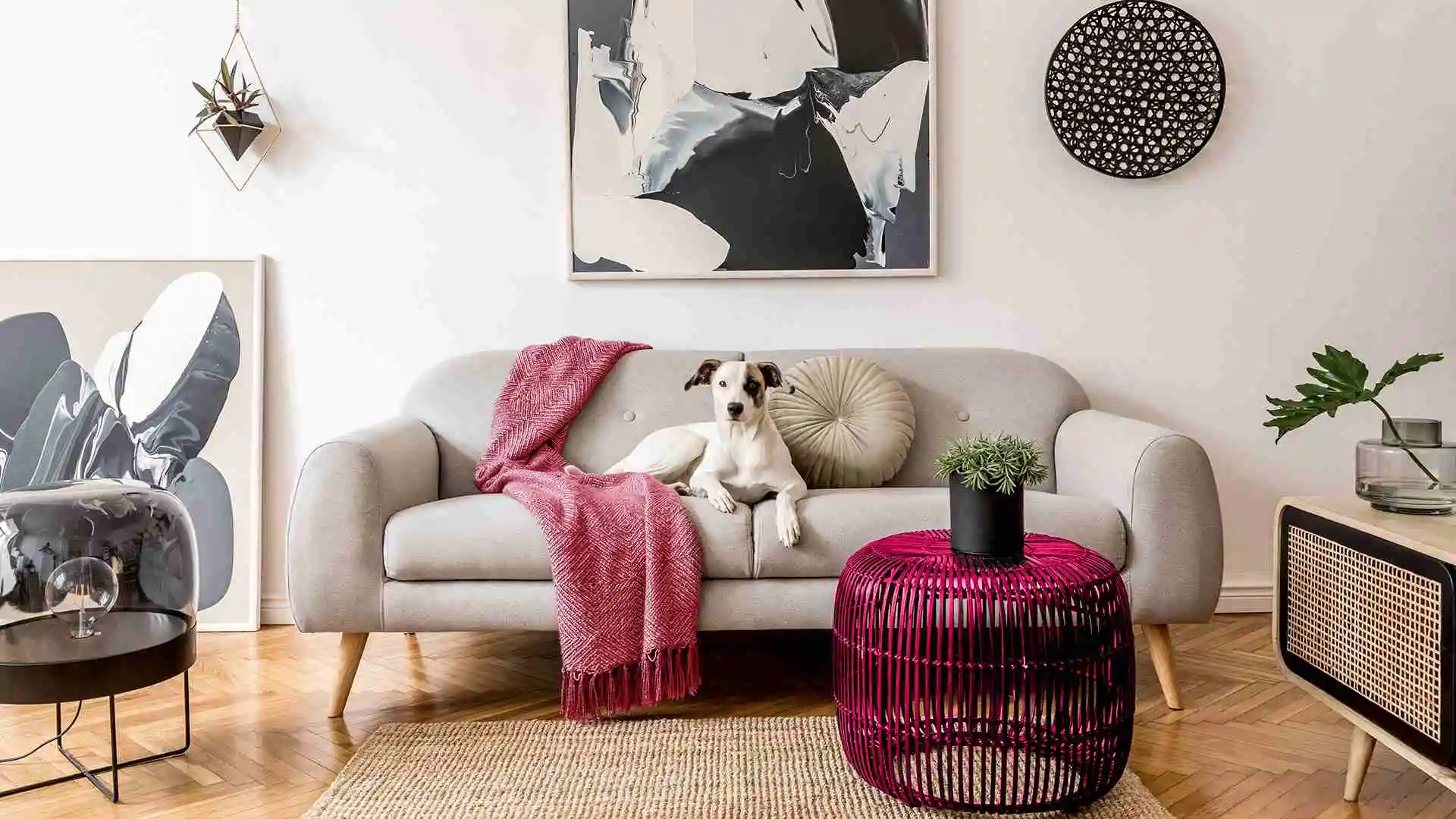 dog laying on the couch in apartment