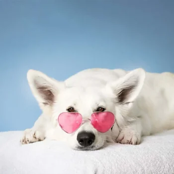 white dog wearing pink heart sunglasses