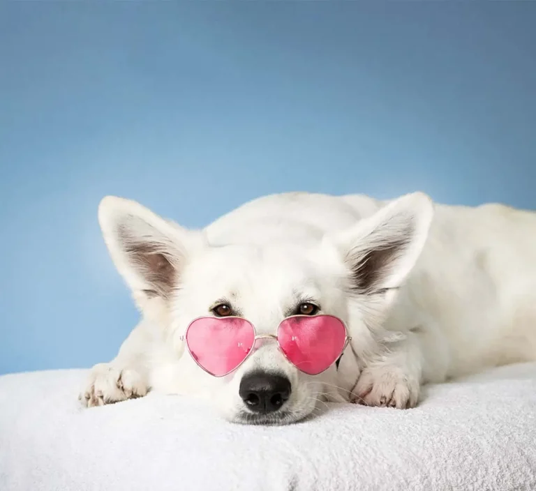 white dog wearing pink heart sunglasses