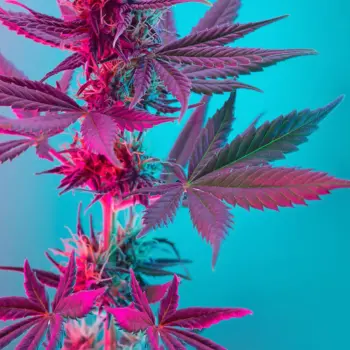 Cannabis plant stem on blue background with pink light shining on plant.