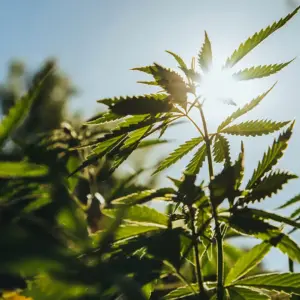 Cannabis plants growing in an outdoor commercial field.