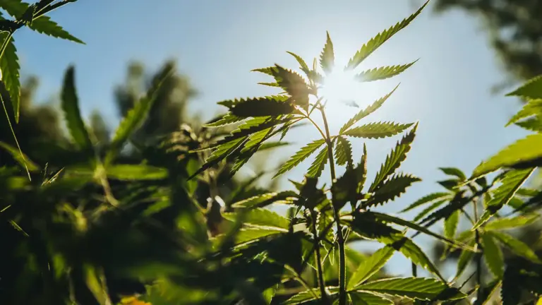 Cannabis plants growing in an outdoor commercial field.